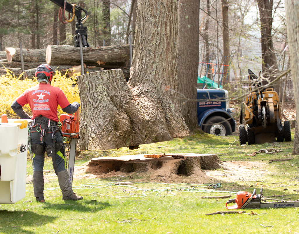 HOW TO REMOVE A LARGE STUMP and STUMP DESTRUCTION