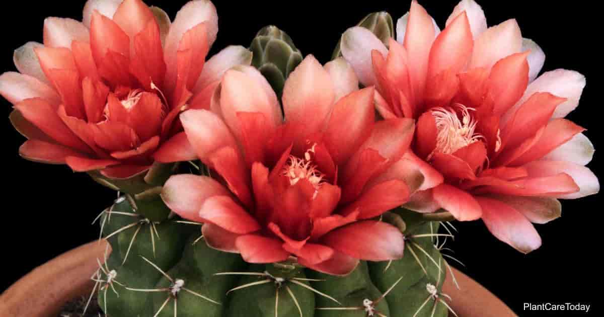 Gymnocalycium cactus care